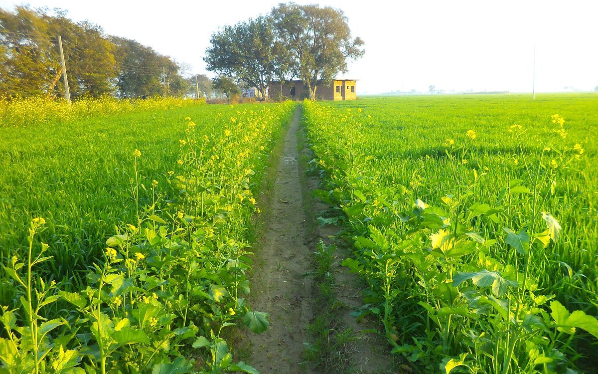 सरसों और गेहूं के खेतों के बीच एक पगडंडी